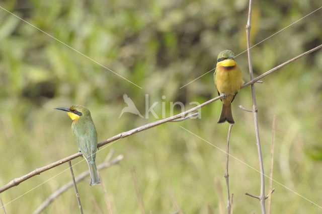 Dwergbijeneter (Merops pusillus)