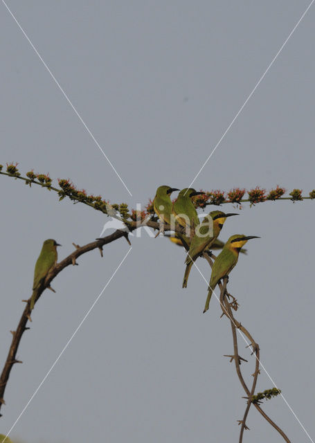 Dwergbijeneter (Merops pusillus)