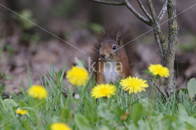 Eekhoorn (Sciurus vulgaris)