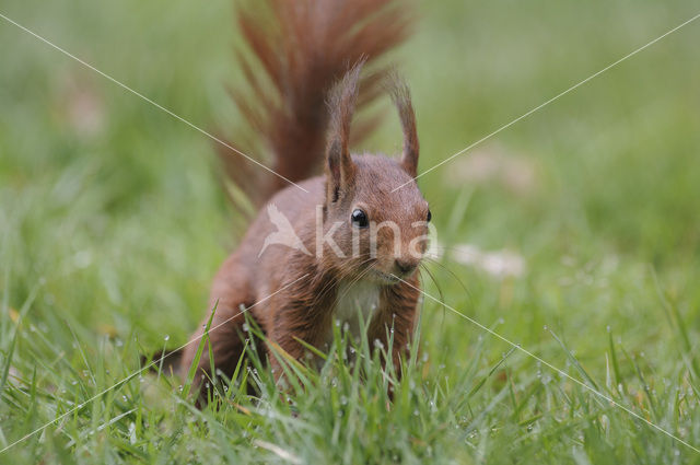 Eekhoorn (Sciurus vulgaris)