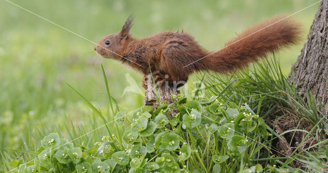 Eekhoorn (Sciurus vulgaris)