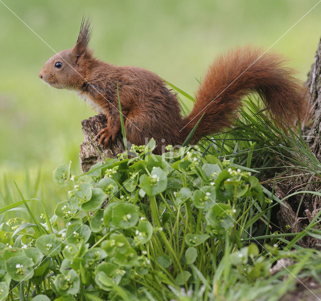 Eekhoorn (Sciurus vulgaris)