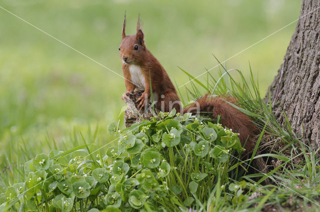 Eekhoorn (Sciurus vulgaris)