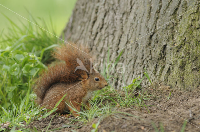 Eekhoorn (Sciurus vulgaris)