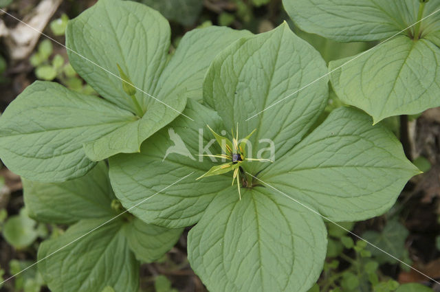 Eenbes (Paris quadrifolia)