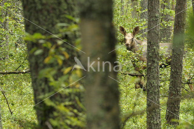 Eland (Alces alces)