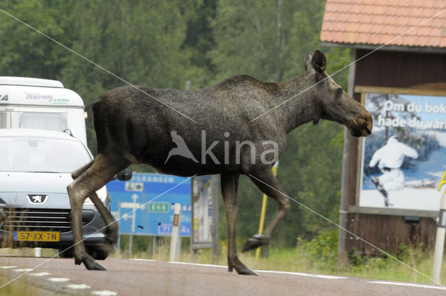 Eland (Alces alces)