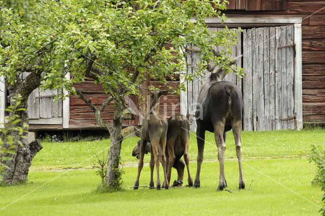 Eland (Alces alces)