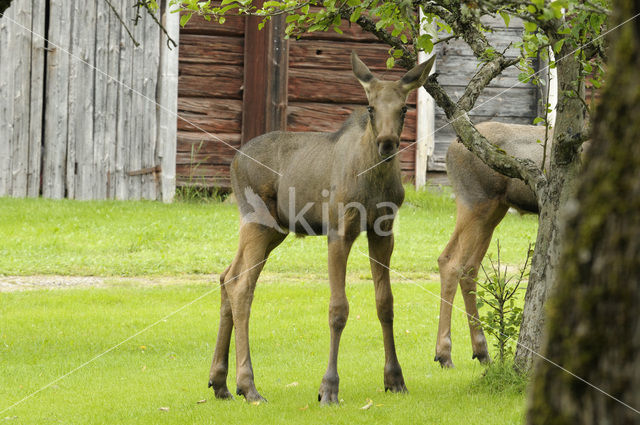 Eland (Alces alces)