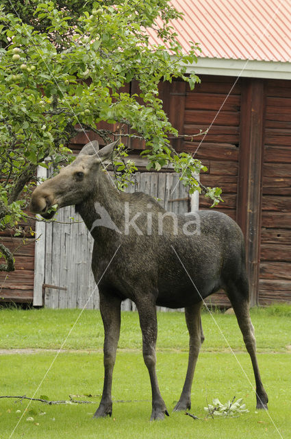 Eland (Alces alces)