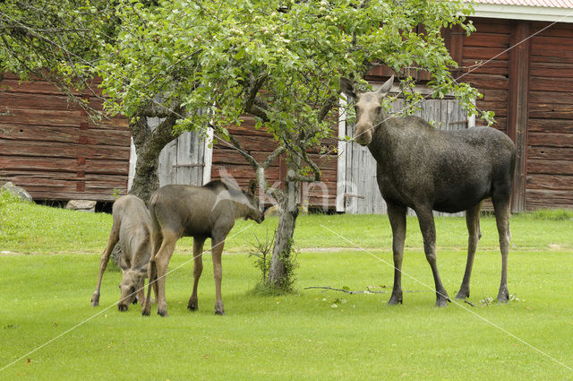 Eland (Alces alces)