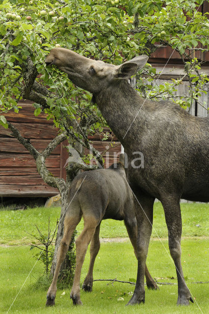 Eland (Alces alces)