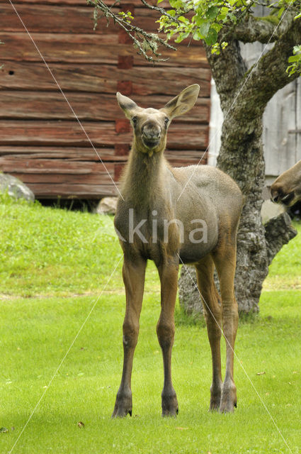 Eland (Alces alces)