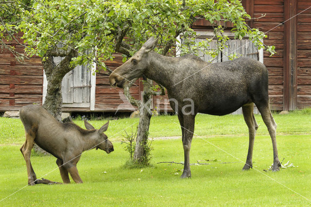 Eland (Alces alces)