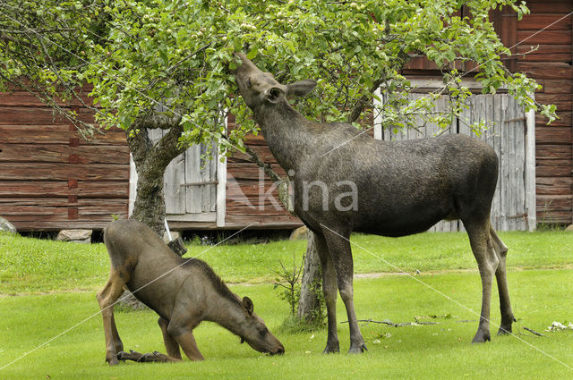 Eland (Alces alces)