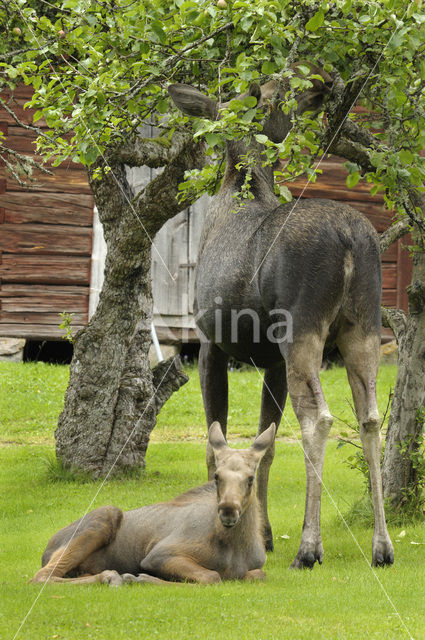 Eland (Alces alces)