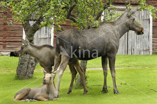 Eland (Alces alces)