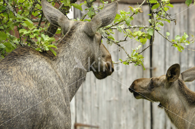 Eland (Alces alces)