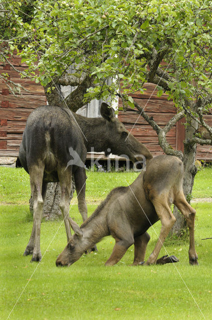 Eland (Alces alces)