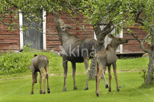 Eland (Alces alces)