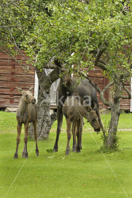 Eland (Alces alces)