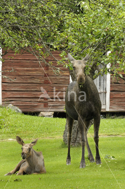 Eland (Alces alces)