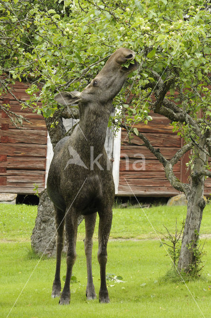 Eland (Alces alces)