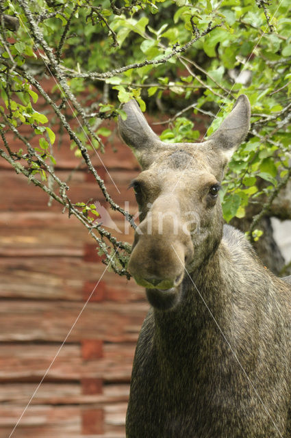 Eland (Alces alces)