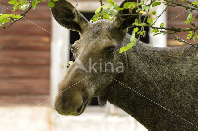 Eland (Alces alces)