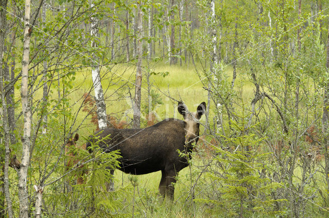 Eland (Alces alces)