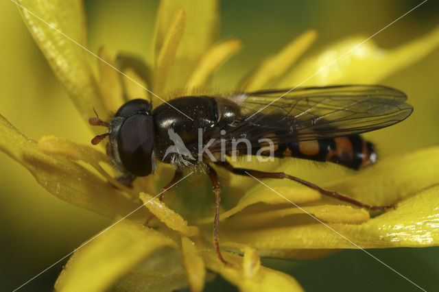 Epistrophella euchroma