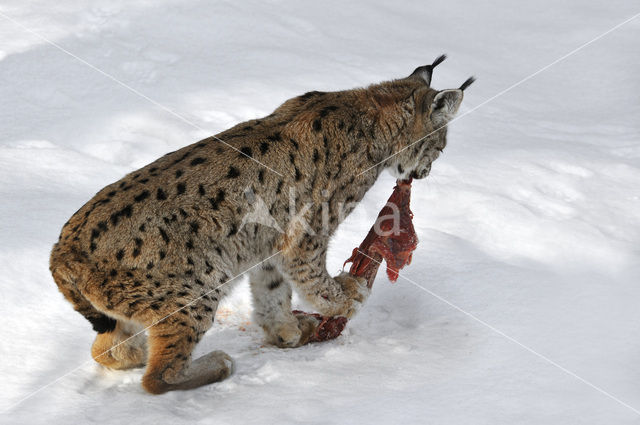 Euraziatische lynx (Lynx lynx)