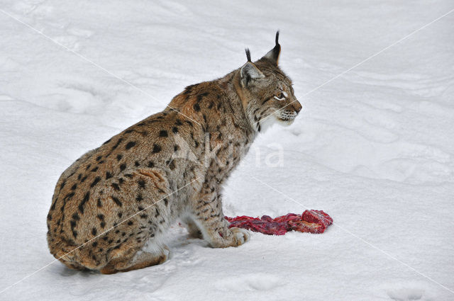 Euraziatische lynx (Lynx lynx)