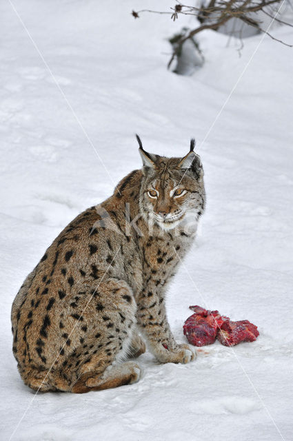 Euraziatische lynx (Lynx lynx)