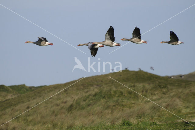 Grauwe Gans (Anser anser)