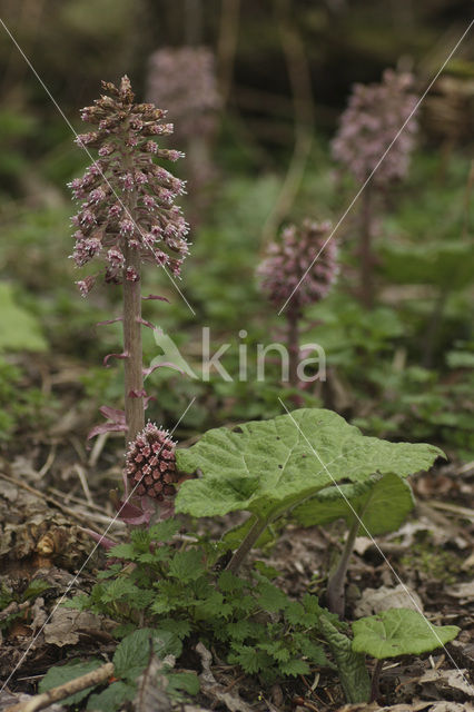 Groot hoefblad (Petasites hybridus)