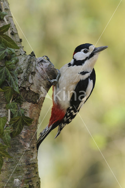 Grote Bonte Specht (Dendrocopos major)