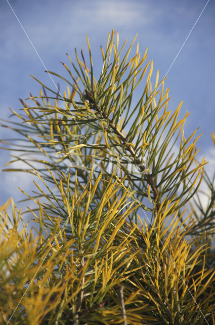 Grove den (Pinus sylvestris)