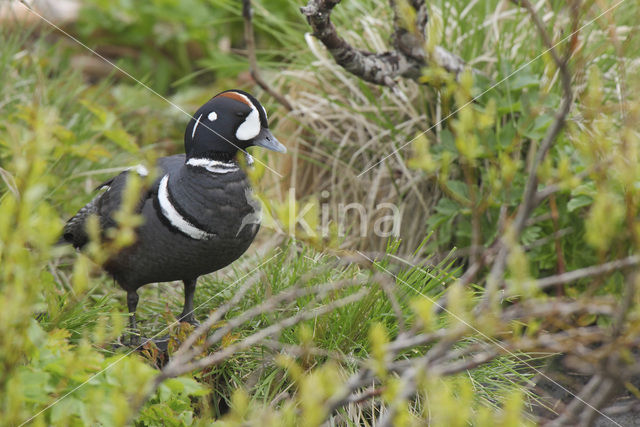 Harlequin (Histrionicus histrionicus)