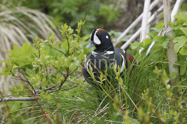 Harlekijneend (Histrionicus histrionicus)