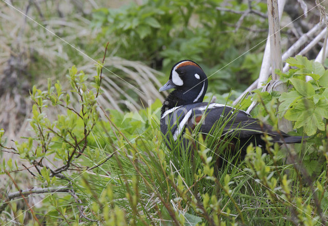 Harlekijneend (Histrionicus histrionicus)