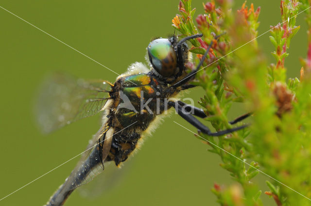 Hoogveenglanslibel (Somatochlora arctica)