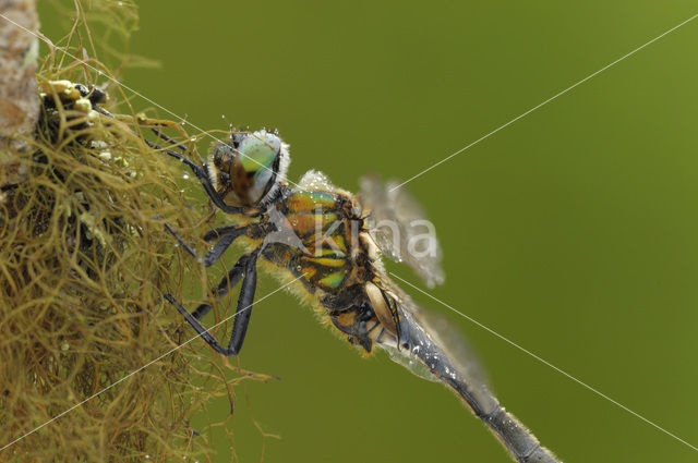 Hoogveenglanslibel (Somatochlora arctica)