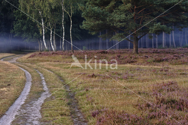 Hoorneboegse Heide