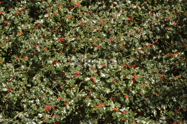 Hulst (Ilex aquifolium)