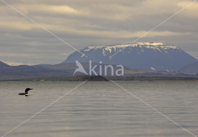 Common Loon