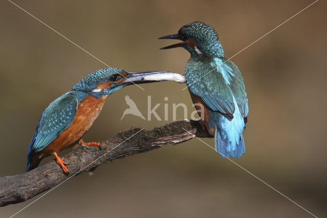 IJsvogel (Alcedo atthis)