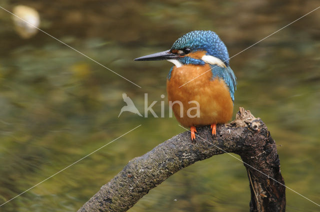 IJsvogel (Alcedo atthis)