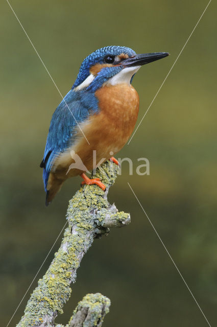 IJsvogel (Alcedo atthis)