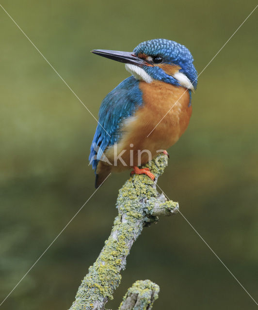 IJsvogel (Alcedo atthis)